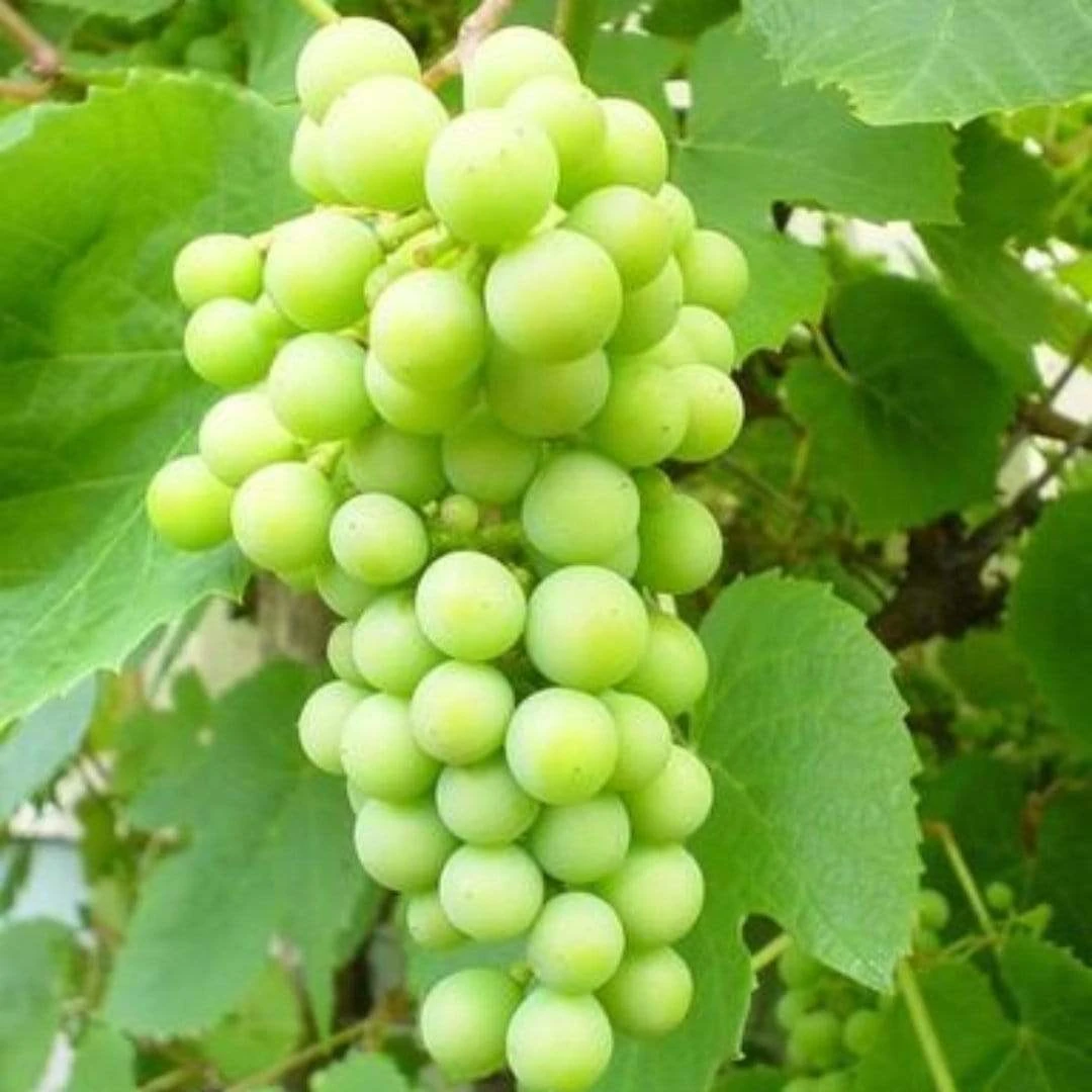 'Phoenix' Outdoor Grape Vine 4 'Phoenix' Outdoor Grape Vine - Image 2