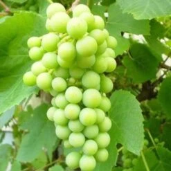 Seedless Outdoor Grape Collection -Green Plant Shop FRU0066 2 6a364299 bd81 426d b0f0 35c995d96990