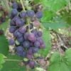 'Muscat Blue' Grape Vine 2 'Muscat Blue' Grape Vine -Green Plant Shop FRU0068 1