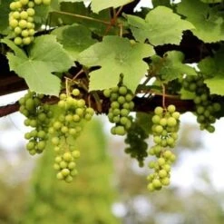 'Lakemont' Seedless Outdoor Grape Vine -Green Plant Shop FRU0069 2