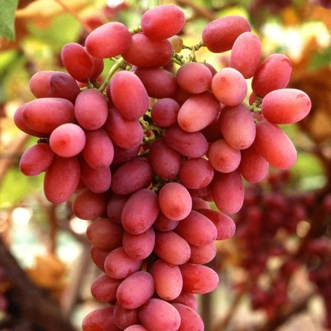 'Crimson Seedless' Grape Vine 4 'Crimson Seedless' Grape Vine - Image 2
