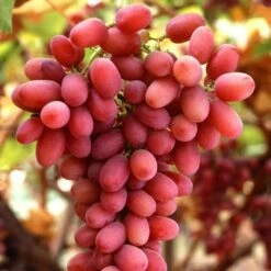 Seedless Outdoor Grape Collection -Green Plant Shop FRU0070 1 c32b8699 ae0e 4165 8257 4d61cf0ef37e