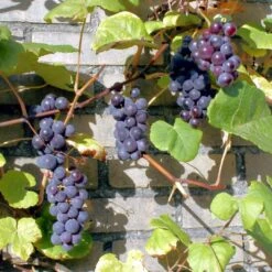 'Boskoop Glory' Seedless Outdoor Grape Vine -Green Plant Shop FRU0071 3
