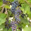 'Black Hamburgh' Indoor Grape Vine -Green Plant Shop FRU0073 4