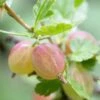 Invicta Gooseberry Bush -Green Plant Shop FRU0074 1