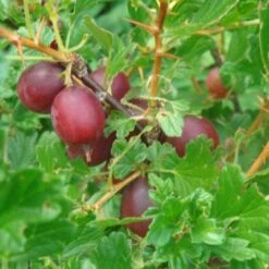 Hinnonmaki Red Gooseberry Bush 7 Hinnonmaki Red Gooseberry Bush -Green Plant Shop FRU0075 2