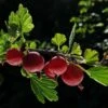 Hinnonmaki Red Gooseberry Bush