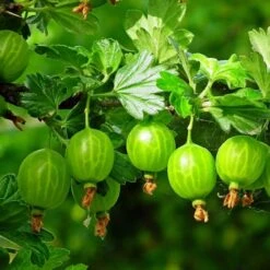 Complete Gooseberry Collection | Red, White & Green -Green Plant Shop FRU0077 5 c4950aeb 70ed 4be1 a3f0 019e8fc00a92