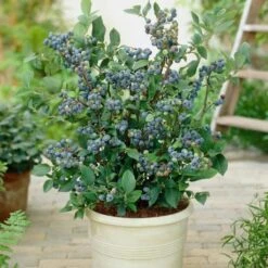 All Season Blueberry Plants Collection 8 All Season Blueberry Plants Collection -Green Plant Shop FRU0083 2 08deb223 7e01 46d3 89b8 90aa57d4543b