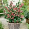 Pink Lemonade Blueberry Bush 1 Pink Lemonade Blueberry Bush -Green Plant Shop FRU0085 2