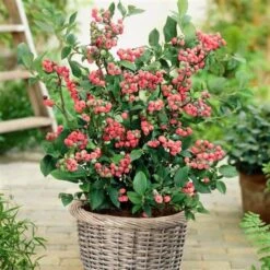 Unusual Berry Collection -Green Plant Shop FRU0085 2 720x 14b192be 3770 4b2b 97dd 3d0e5e37d51f