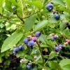 Goldtraube Blueberry Bush -Green Plant Shop FRU0088 1