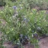 Duke Blueberry Bush -Green Plant Shop FRU0089 1