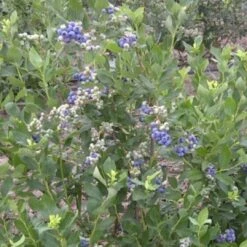 Duke Blueberry Bush -Green Plant Shop FRU0089 2