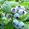 Bluecrop Blueberry Bush -Green Plant Shop FRU0090 1