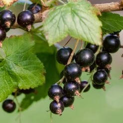 Ben Lomond Blackcurrant Bush -Green Plant Shop FRU0092 3