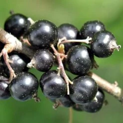 Ben Connan Blackcurrant Bush -Green Plant Shop FRU0093 1