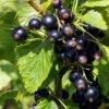 Ben Connan Blackcurrant Bush -Green Plant Shop FRU0093 3