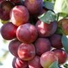 Victoria Plum Tree -Green Plant Shop FRU0106 1