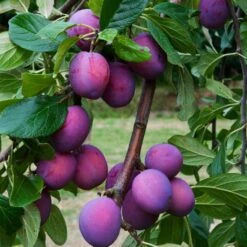3 Super Easy To Grow Fruit Trees | Apple, Fig & Plum 15 3 Super Easy To Grow Fruit Trees | Apple, Fig & Plum -Green Plant Shop FRU0106 6