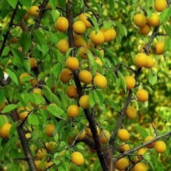 Oullins Golden Gage Plum Tree 10 Oullins Golden Gage Plum Tree -Green Plant Shop FRU0112 1