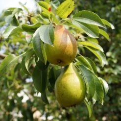 The 3 Top Performing Fruit Trees To Grow In The UK | Apple, Pear & Plum -Green Plant Shop FRU0122 5 9f804fa0 5256 4aac a3ea e8da26d0f46f