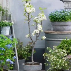 Doyenné Du Comice Pear Tree -Green Plant Shop FRU0124 4