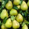 Doyenné Du Comice Pear Tree -Green Plant Shop FRU0124 5