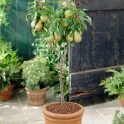 Mini Orchard Collection | Cherry, Pear & Plum Trees -Green Plant Shop FRU0126 4 f7cf4d55 9ee1 4d19 bbf7 c29c16b27551