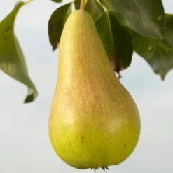 Concorde Pear Tree -Green Plant Shop FRU0130 1