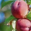 Red Haven Peach Tree -Green Plant Shop FRU0132 1