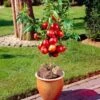 Madame Blanchet Patio Nectarine Tree -Green Plant Shop FRU0139 1
