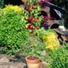 Lord Napier Nectarine Tree -Green Plant Shop FRU0140 3