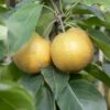 Kumoi' Asian Pear Tree | Nashi Pear 2 Kumoi' Asian Pear Tree | Nashi Pear -Green Plant Shop FRU0142 2