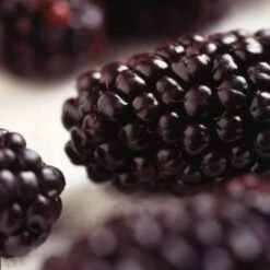 Repsime Mulberry Tree -Green Plant Shop FRU0143 2