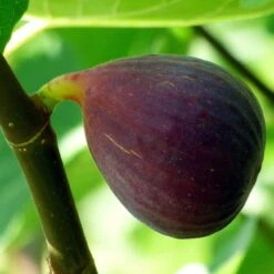 Osborne's Prolific Fig Tree