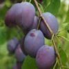 Shropshire Prune Damson Tree -Green Plant Shop FRU0162 1