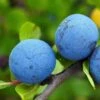 Farleigh Damson Tree -Green Plant Shop FRU0164 1