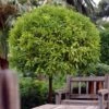 Seville Orange Tree 'Bigaradier' | Grafted Mini-Stem -Green Plant Shop FRU0168 1
