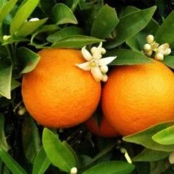 Seville Orange Tree 'Bigaradier' | Grafted Mini-Stem -Green Plant Shop FRU0168 3