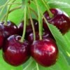 Sunburst Cherry Tree -Green Plant Shop FRU0169 1