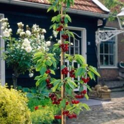 Sunburst Cherry Tree -Green Plant Shop FRU0169 3