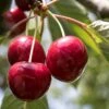 Stella Cherry Tree -Green Plant Shop FRU0174 1 1