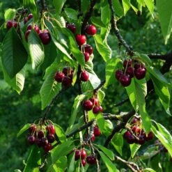 Stella Cherry Tree -Green Plant Shop FRU0174 2
