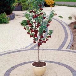 Stella Cherry Tree -Green Plant Shop FRU0174 3