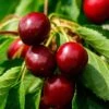 Morello Cherry Tree -Green Plant Shop FRU0178 1