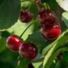 Lapins 'Cherokee' Cherry Tree 2 Lapins 'Cherokee' Cherry Tree -Green Plant Shop FRU0181 1