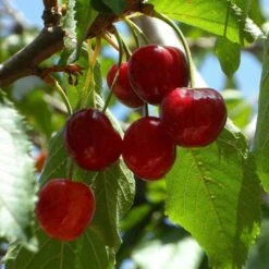 Hartland Patio Cherry Tree 7 Hartland Patio Cherry Tree -Green Plant Shop FRU0185 1