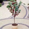 Hartland Patio Cherry Tree -Green Plant Shop FRU0185 2
