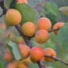 Tomcot Apricot Tree -Green Plant Shop FRU0187 1